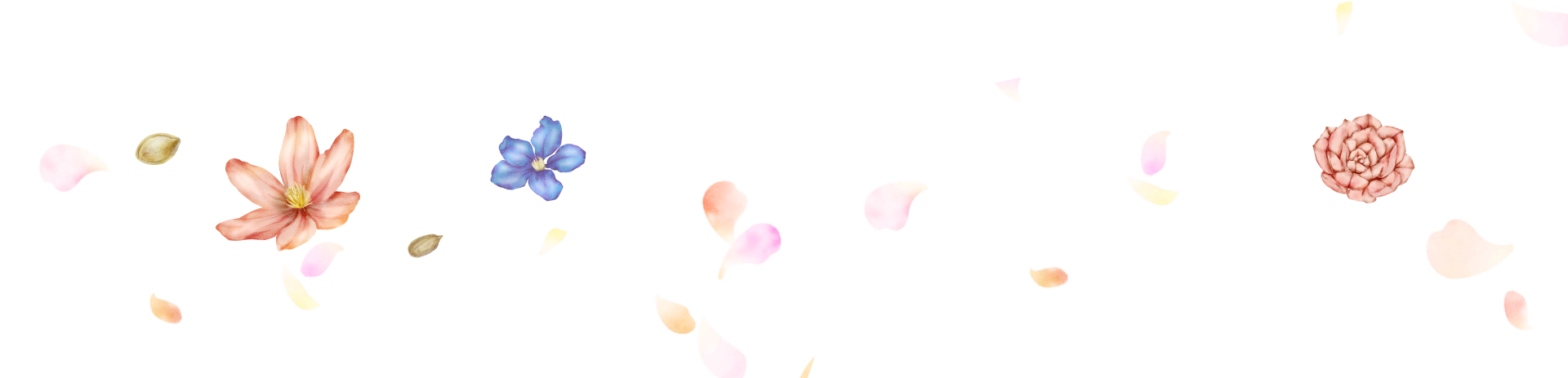 種、花、花びらのイラスト